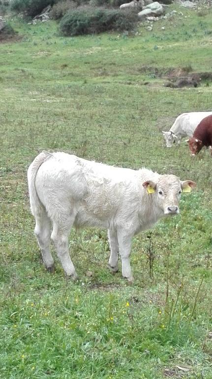 Agriturismo Monte Pino Telti Ngoại thất bức ảnh